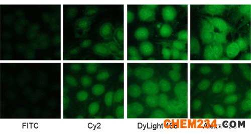 Dylight 488二抗—替代Alexa 488/FITC/Cy2綠色熒光
