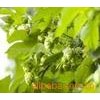 啤酒花提取物Hops P.E.