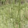 問荊提取物Horsetail P.E.