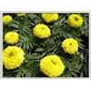 萬壽菊提取物Marigold P.E.