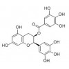 供應(yīng)表沒食子兒茶素沒食子酸酯（EGCG)