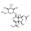 供應8-O-乙酰山梔苷甲酯  57420-46-9