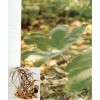 優惠供應鬼臼毒素 Podophyllotoxin