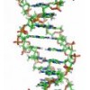 豬 VEGFR2 ELISA 試劑盒